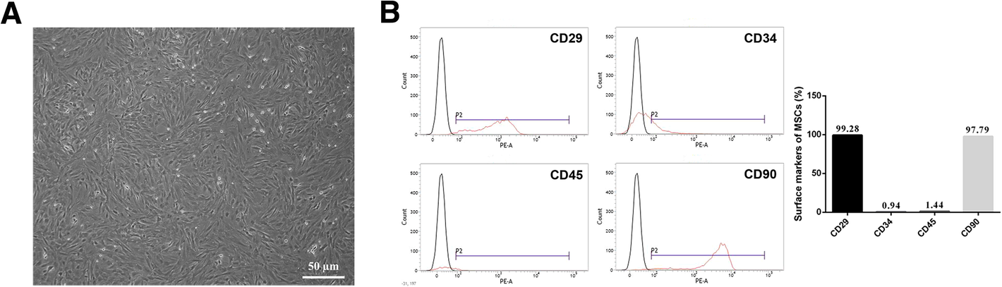 Mesenchymal stem cells decrease blood–brain barrier permeability in rats  with severe acute pancreatitis | Cellular & Molecular Biology Letters |  Full Text