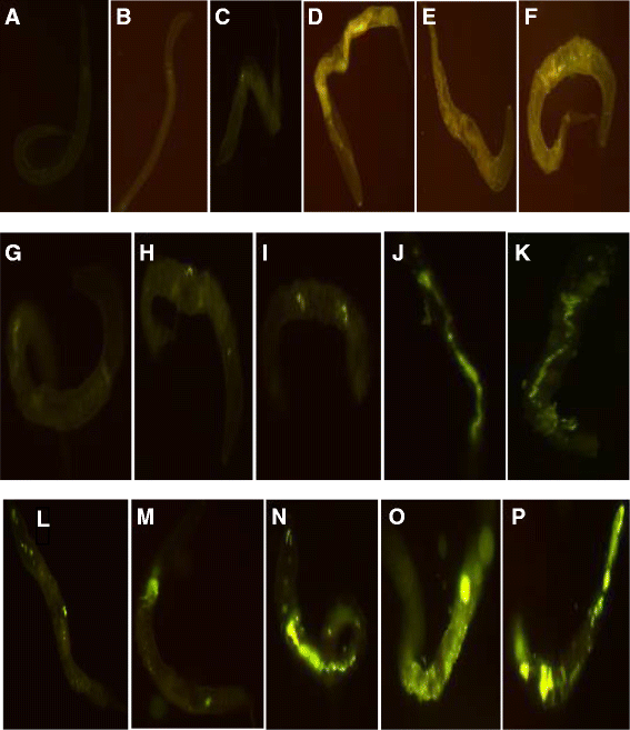 Fig. 7