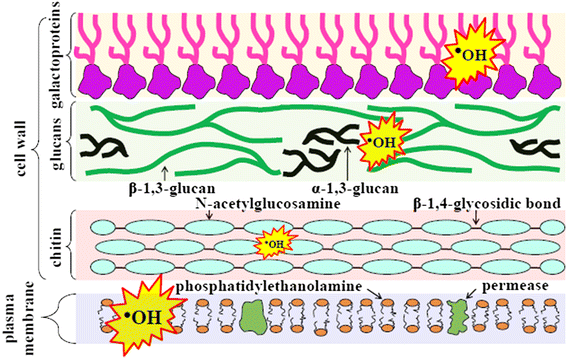 Fig. 7