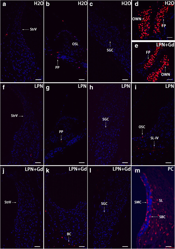 Fig. 13