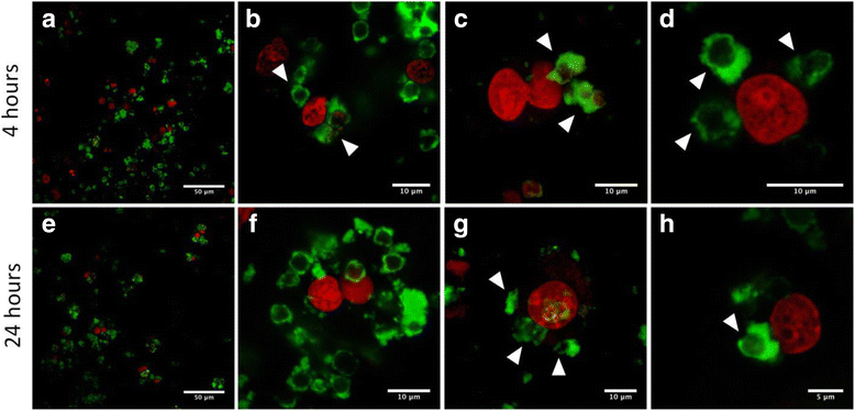 Fig. 9