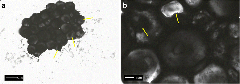 Fig. 8