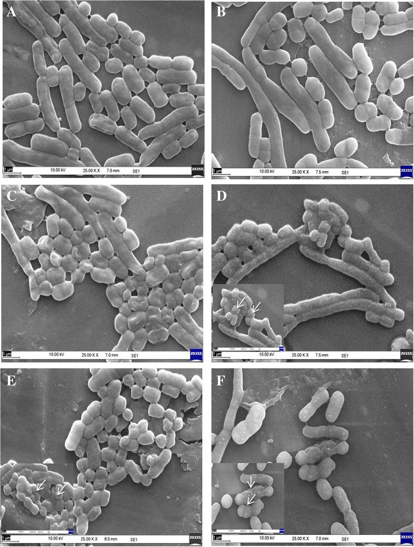 Fig. 12