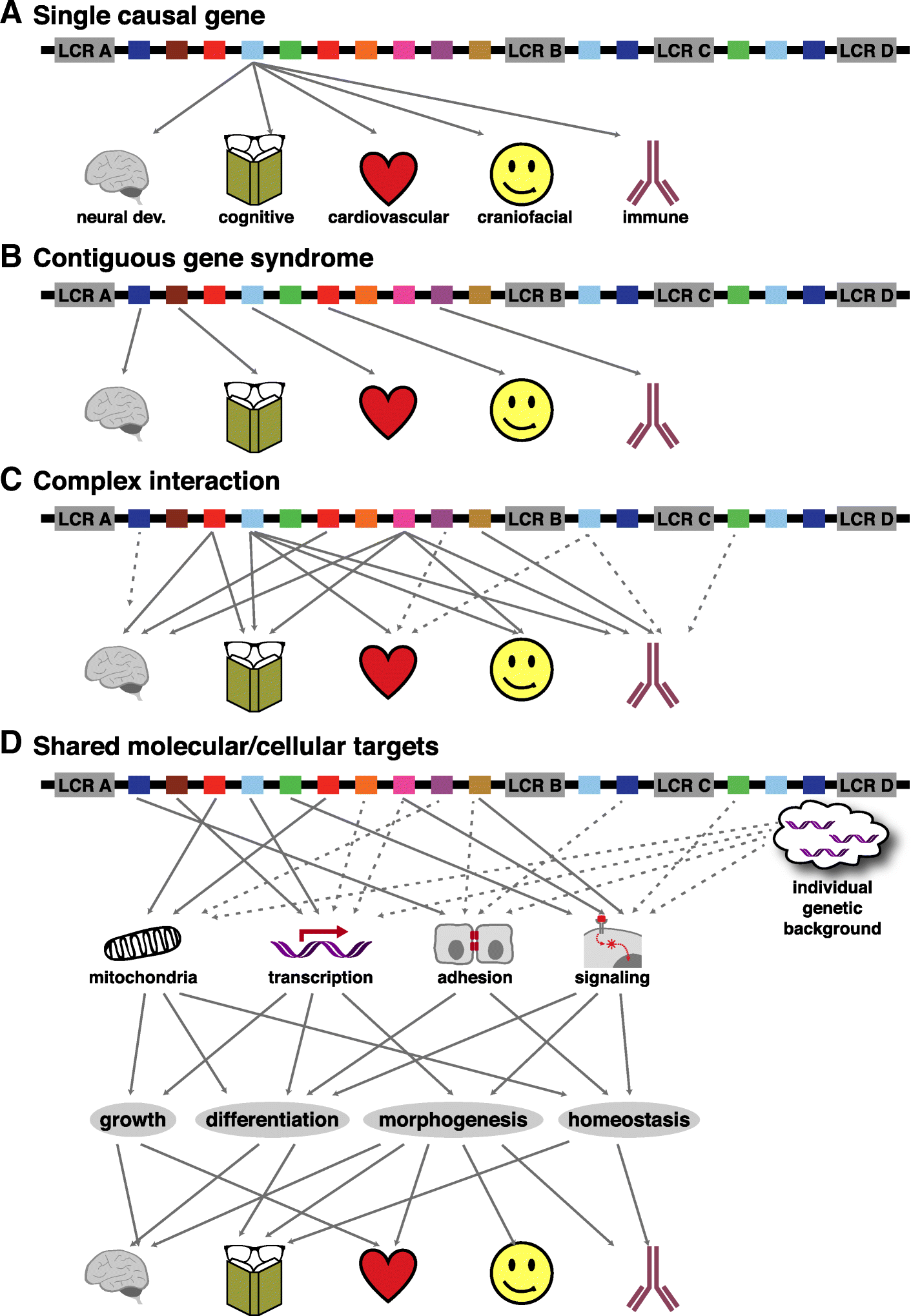 Genes Impact Suspect Cortex Areas More >> In The Line Up Deleted Genes Associated With Digeorge 22q11 2 Genes Impact Suspect Cortex Areas More >> In The Line Up Deleted Genes Associated With Digeorge 22q11 2