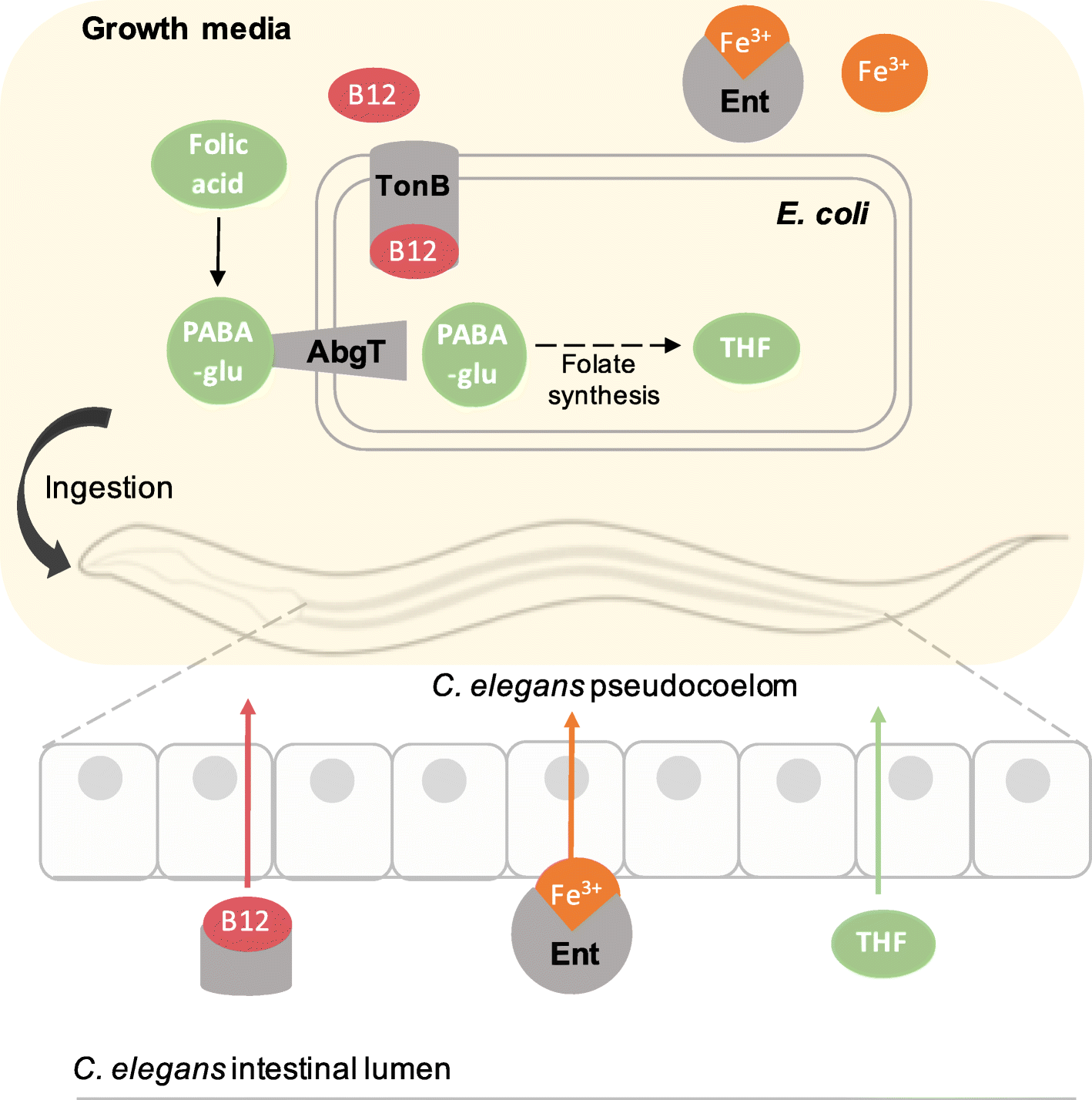 Fig. 4