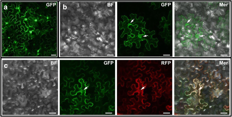 Fig. 6