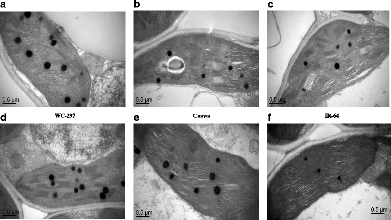 Fig. 8