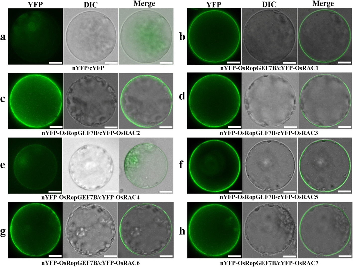 Fig. 6