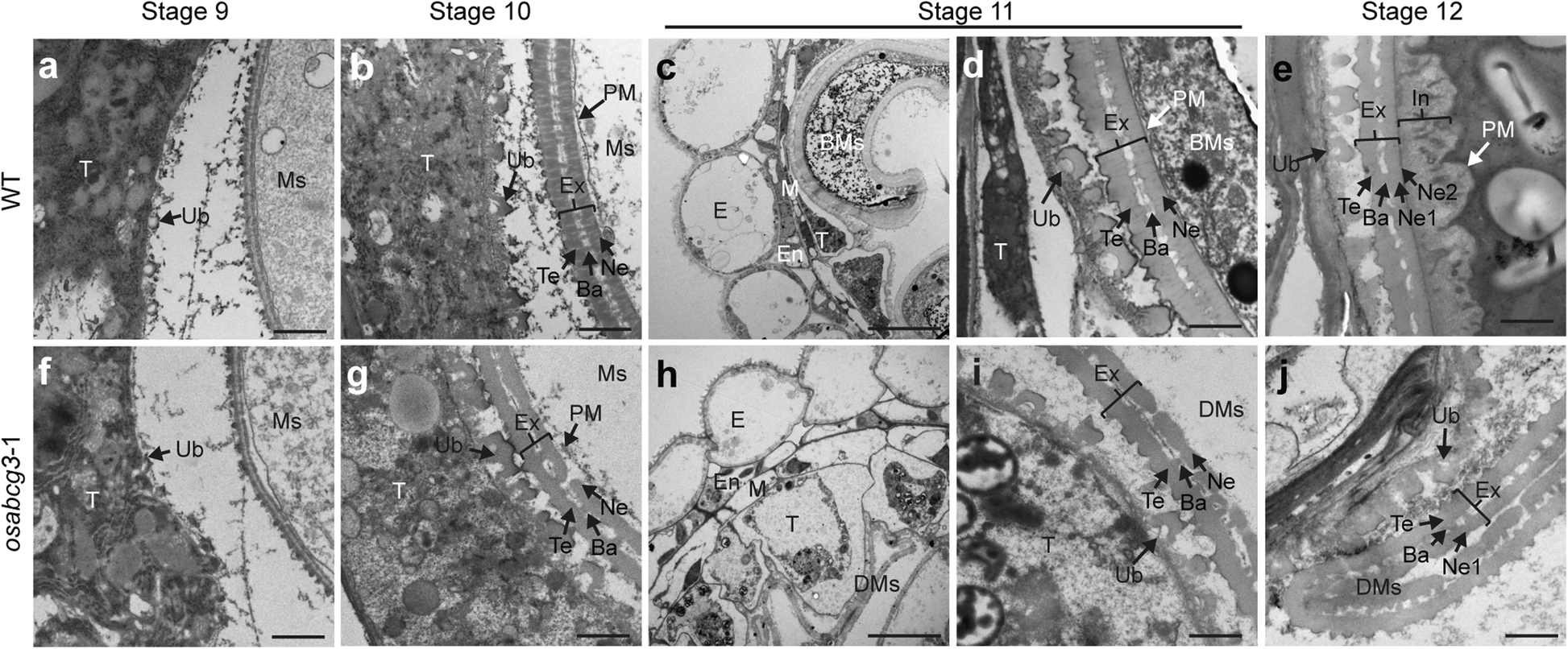 Fig. 5