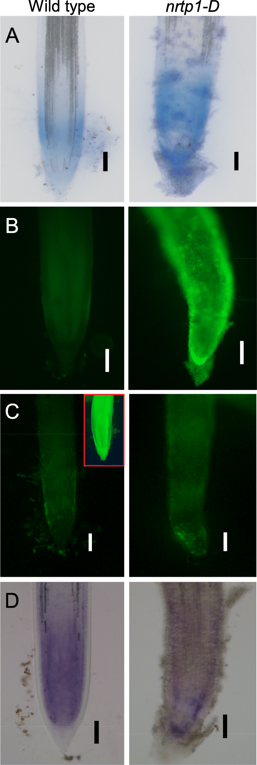 Fig. 6