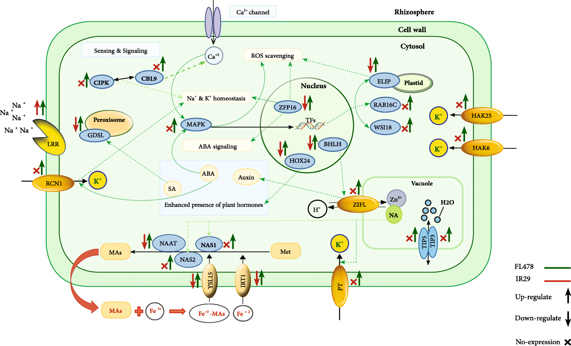 Fig. 5