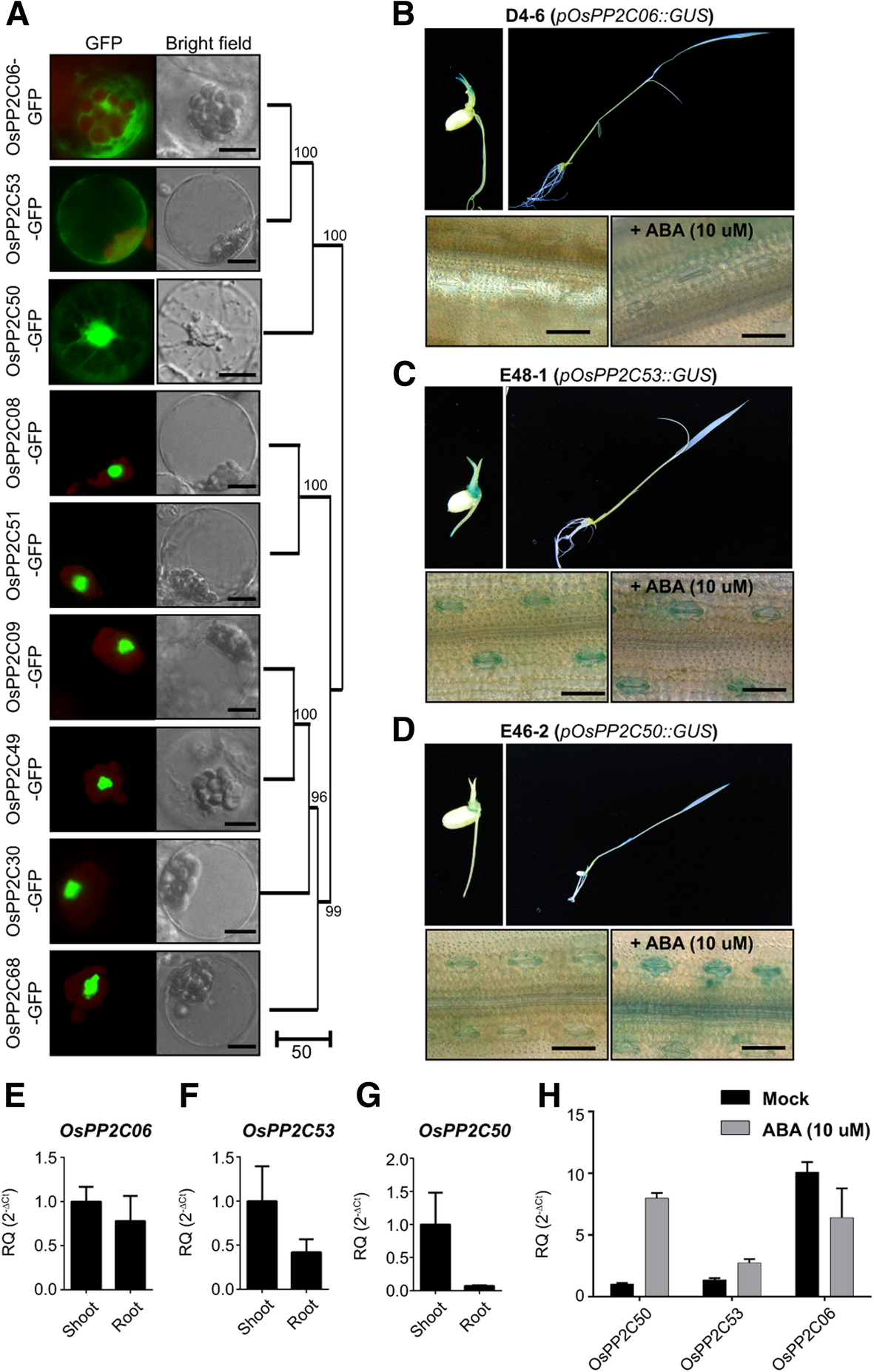 Fig. 4