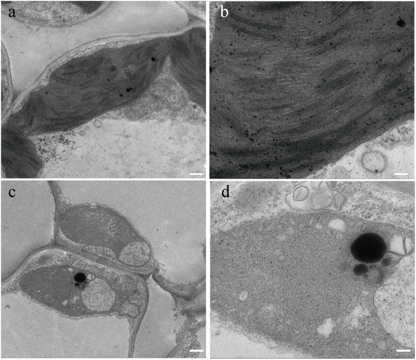 Fig. 2