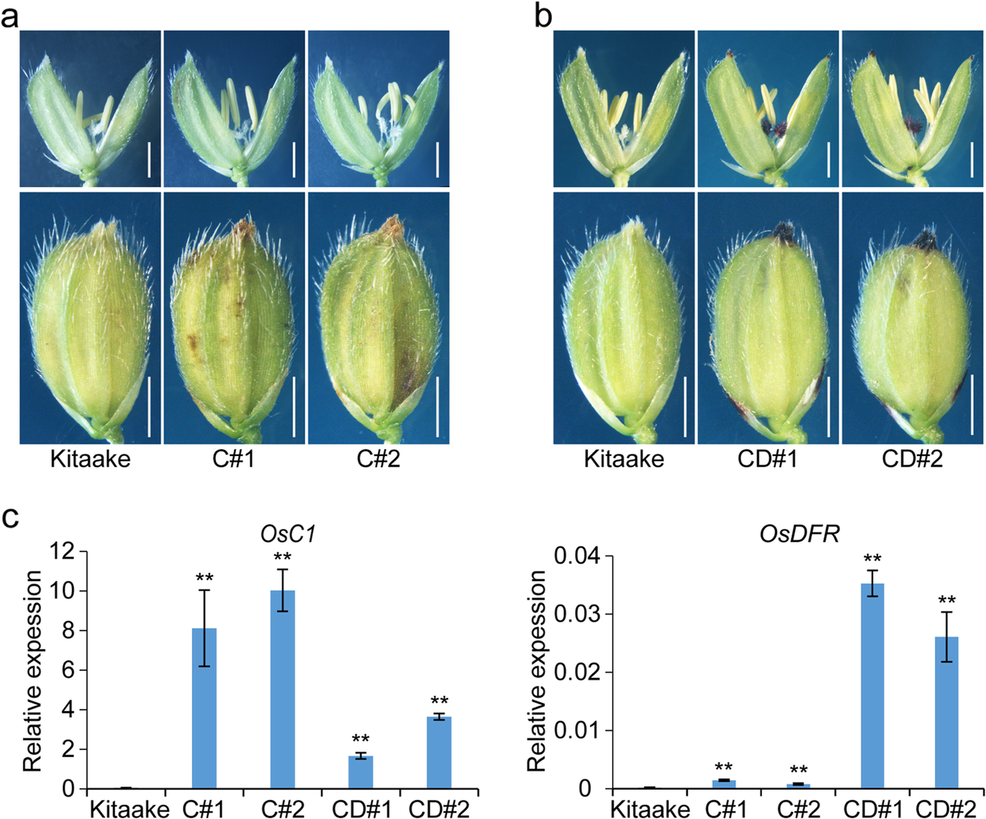 Fig. 2