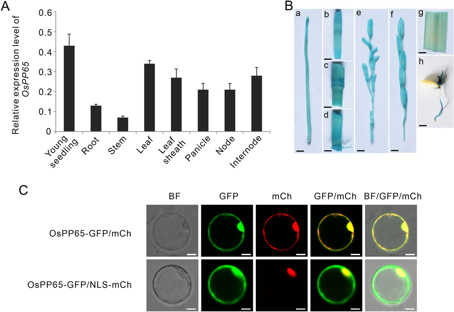 Fig. 2