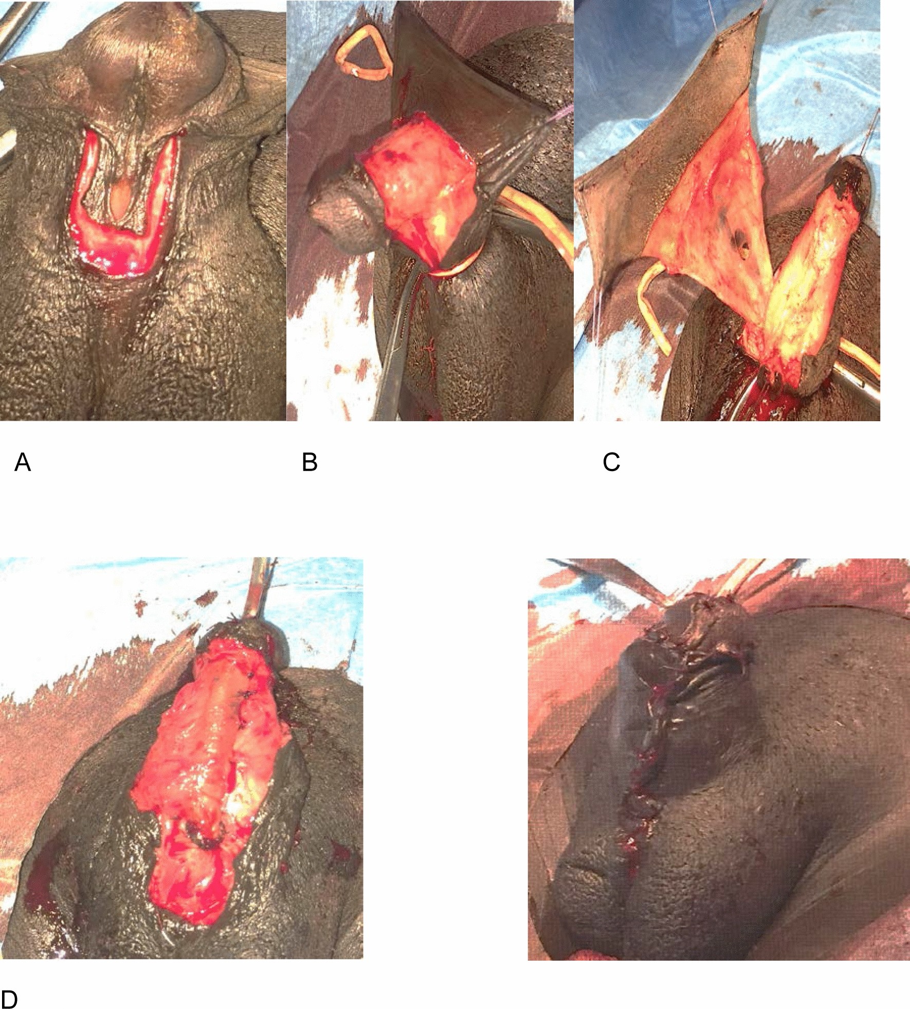 Fig. 1