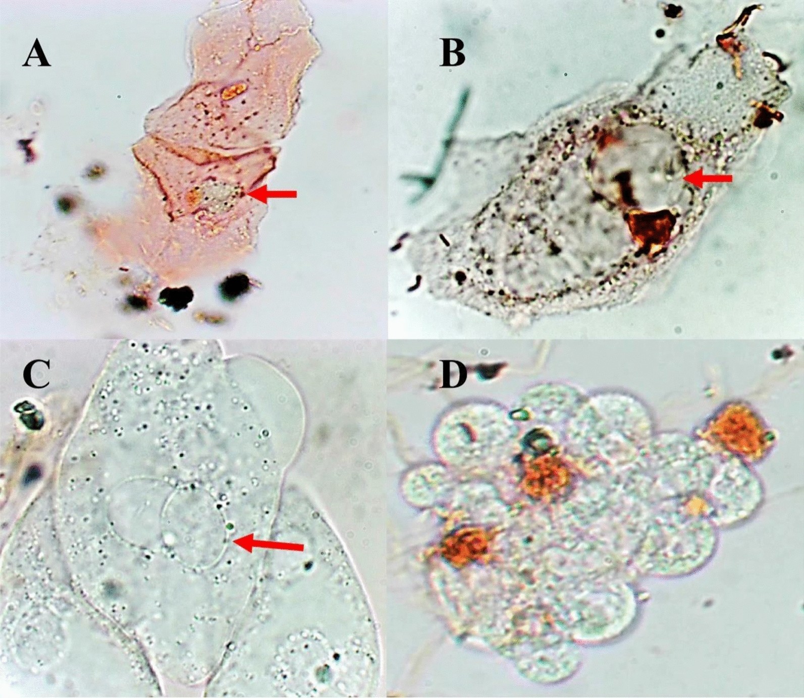 Fig. 1