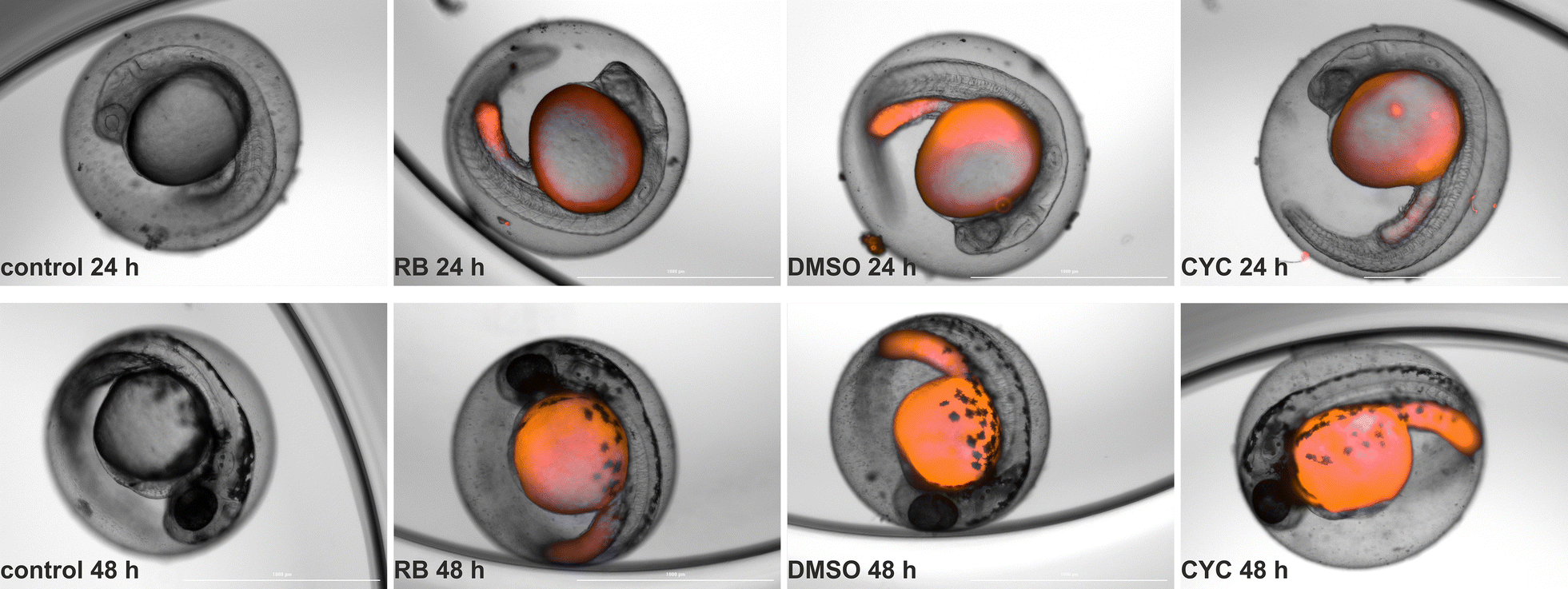 Fig. 4