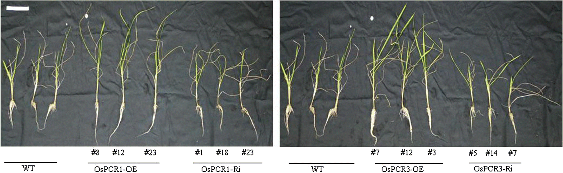 Fig. 4