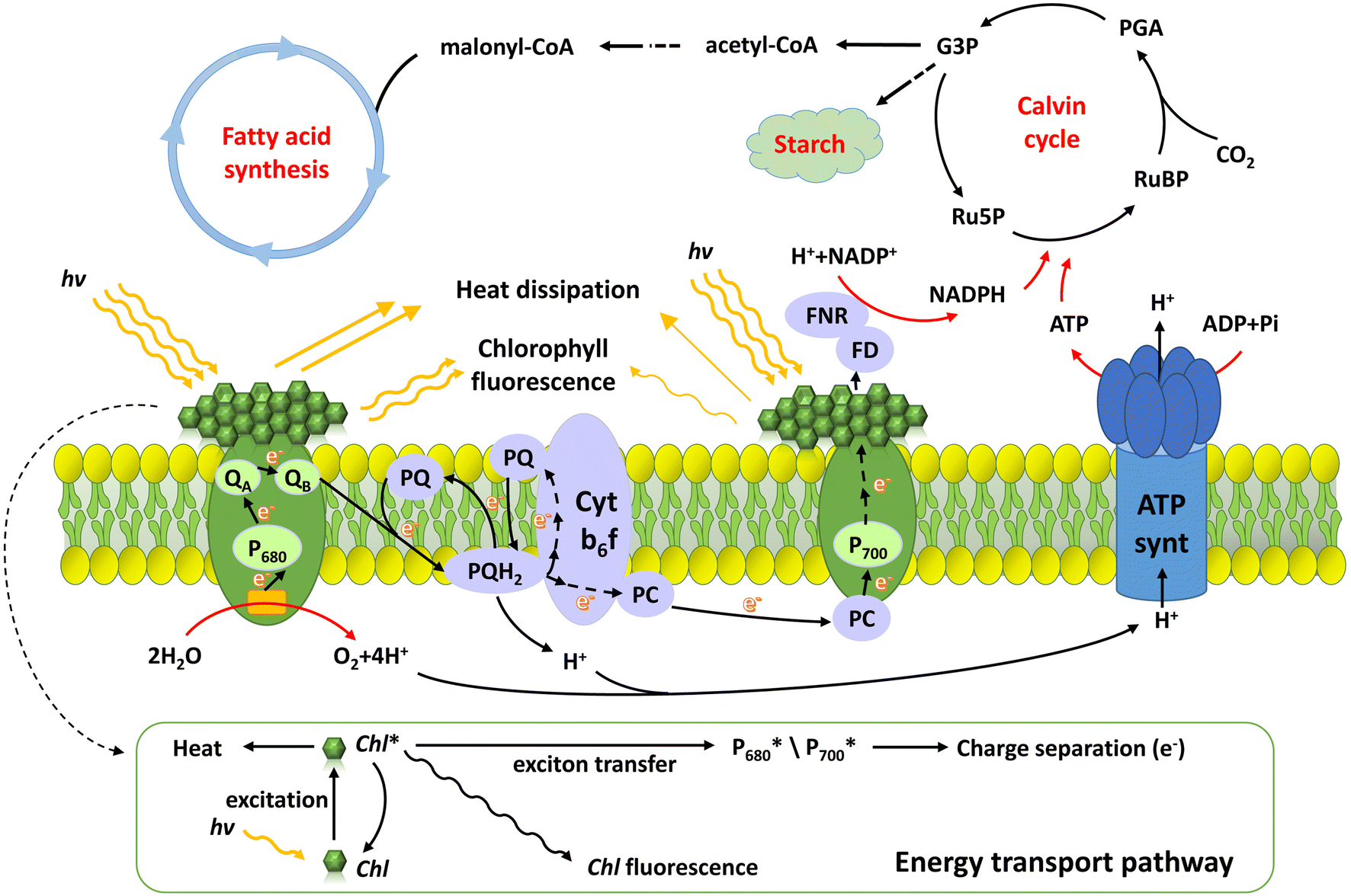 Fig. 4