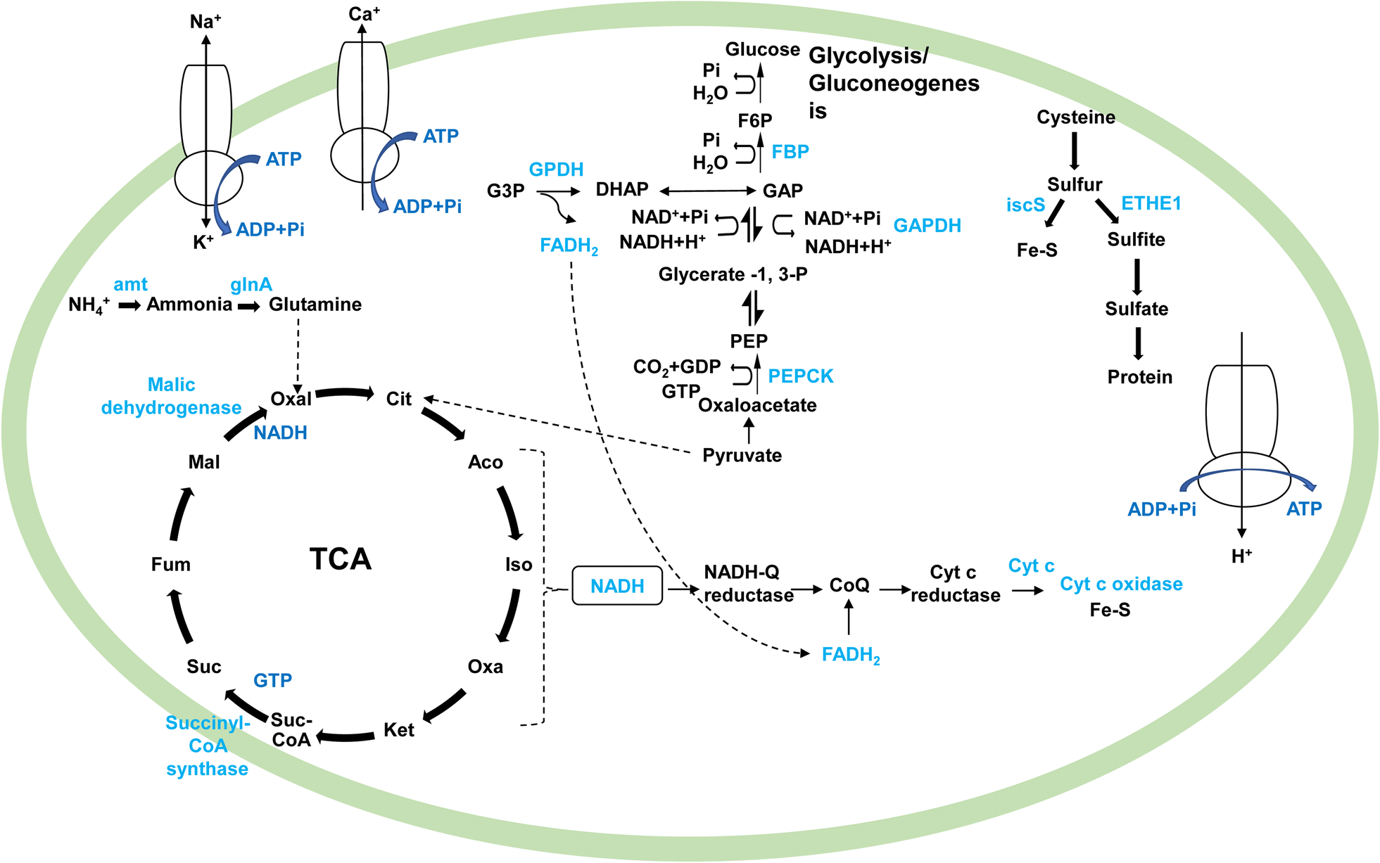 Fig. 6