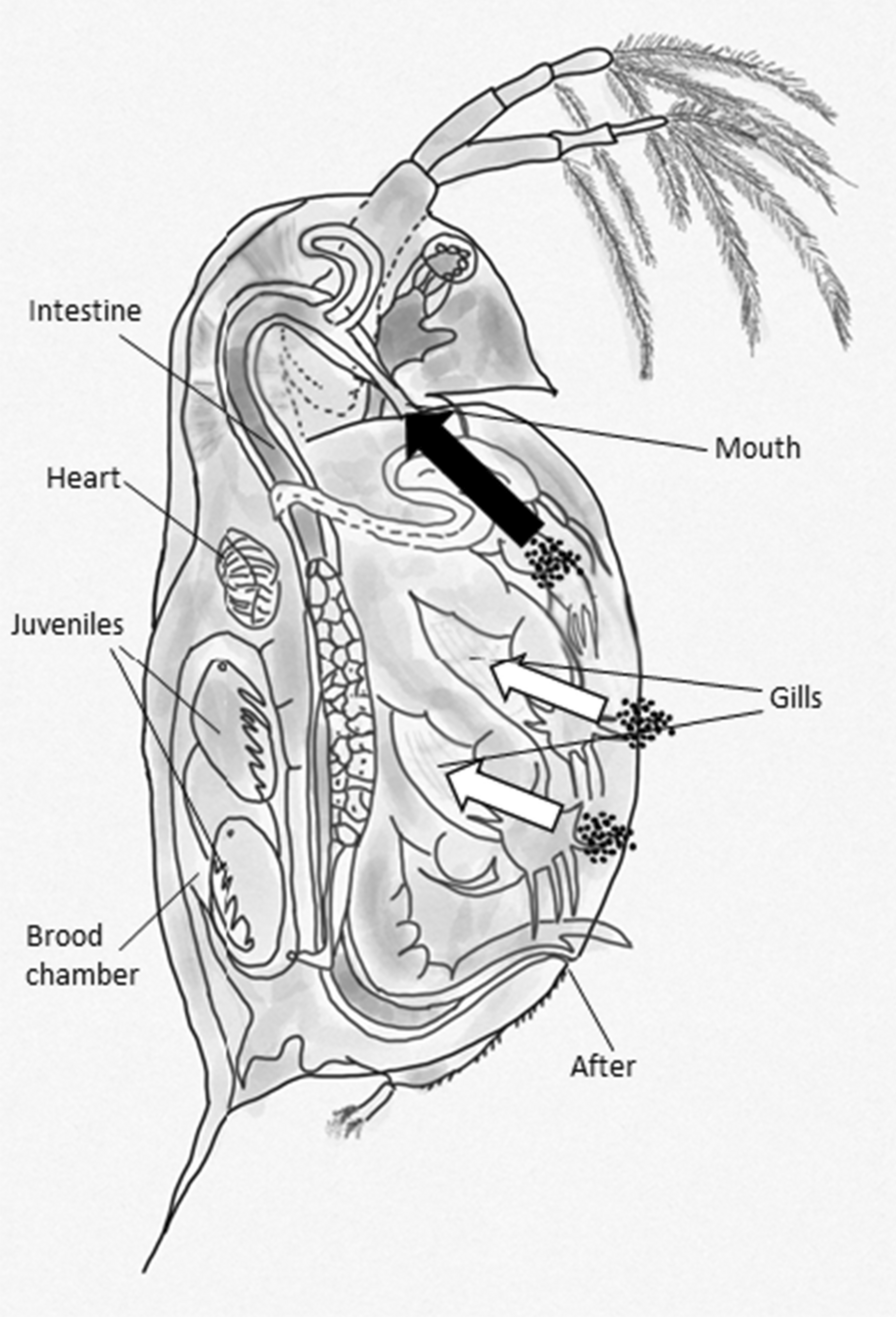 Fig. 5