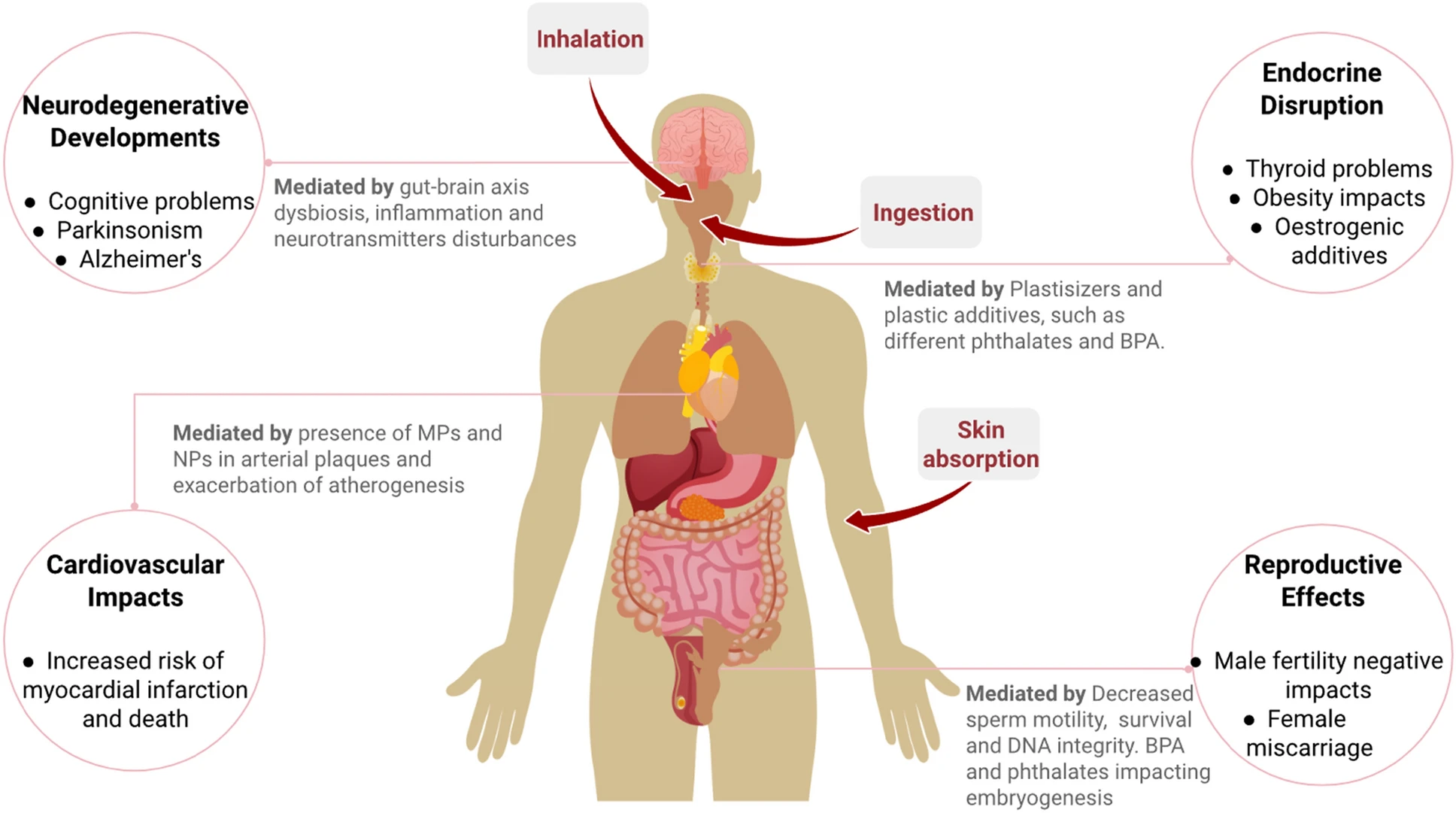 Visualização das várias vias de entrada de microplásticos (MPs), nanoplásticos (NPs) e aditivos para o corpo humano. Juntamente com os impactos negativos desses contaminantes e seus mecanismos impactados