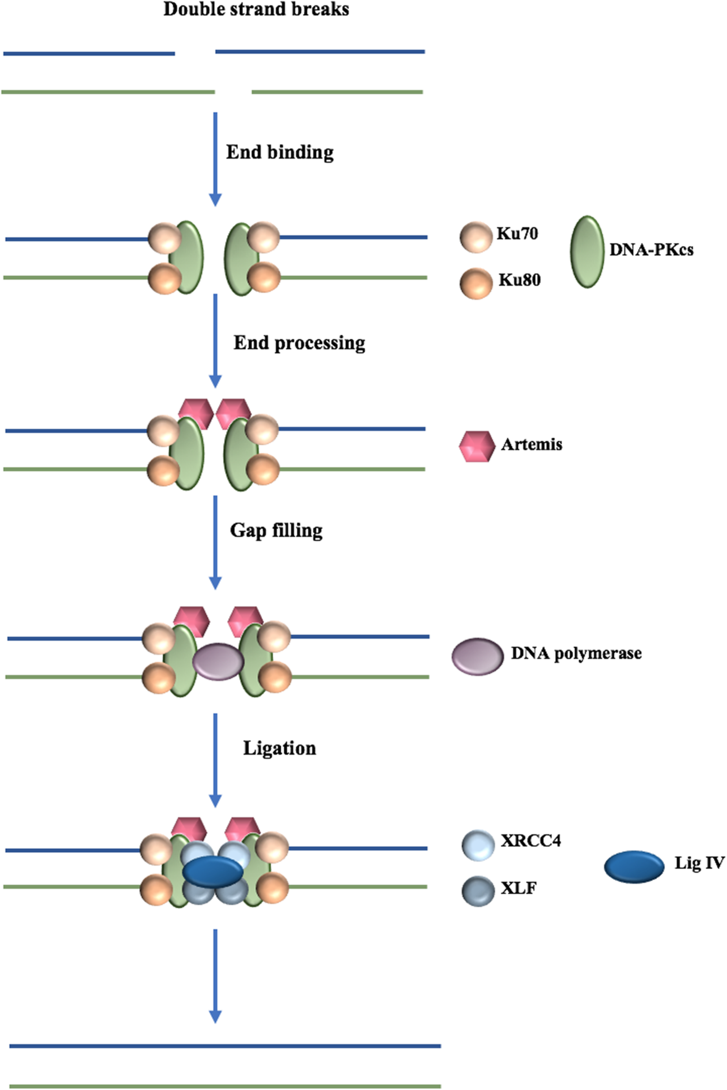 Fig. 2