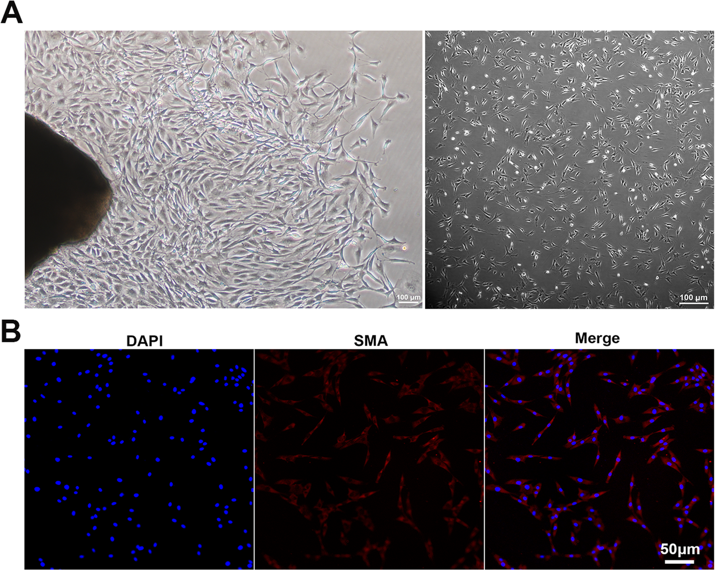 Fig. 11