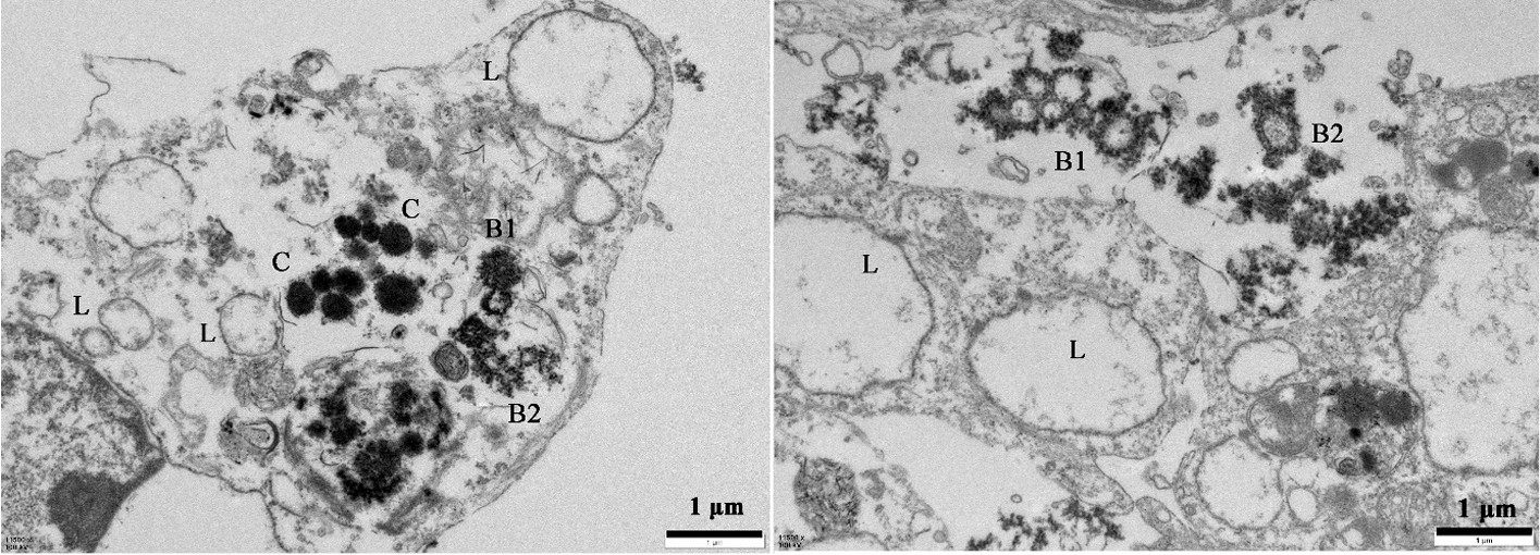 Fig. 8