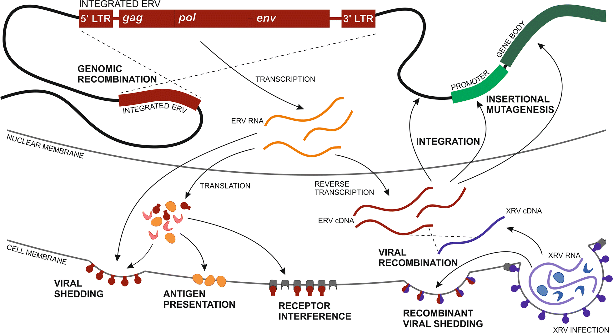 Fig. 1