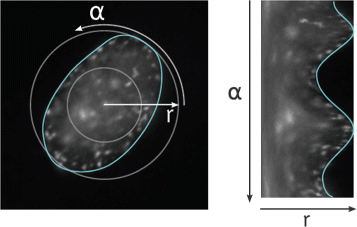 Fig. 3