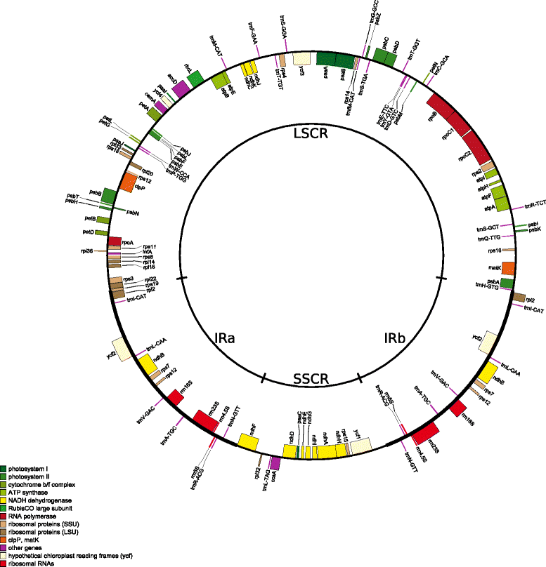 Fig. 6