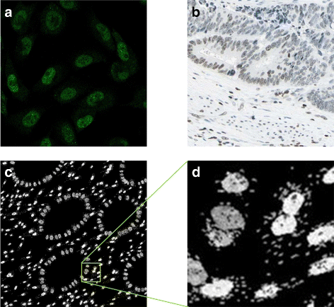 Fig. 12