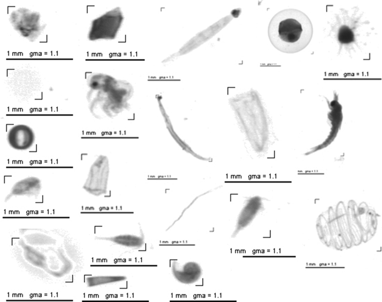 Fig. 8