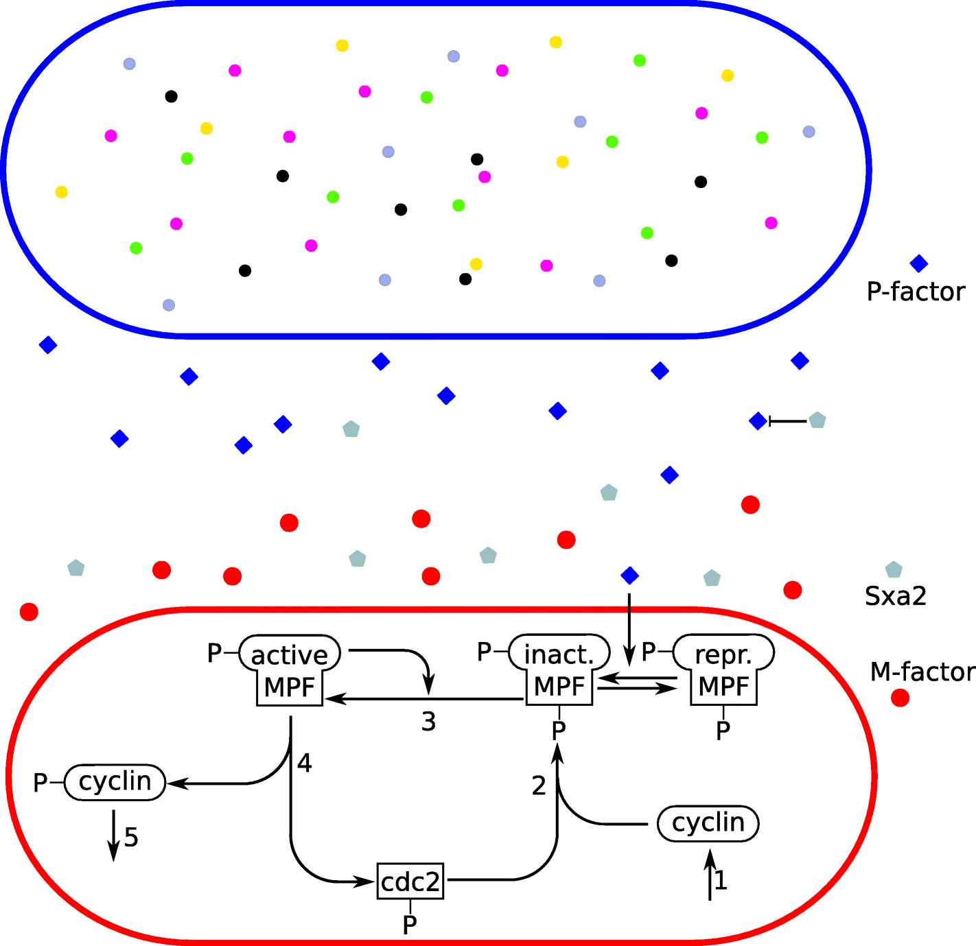 Fig. 6