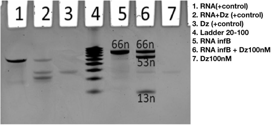 Fig. 3 (Abstract P1).