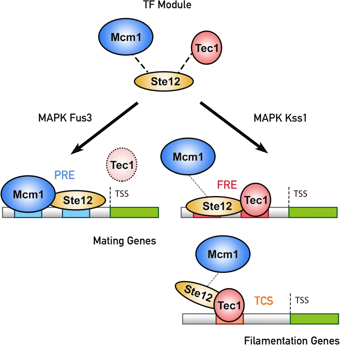 Fig. 8