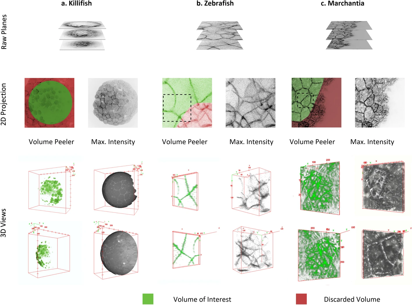 VolumePeeler: a novel FIJI plugin for geometric tissue peeling to improve visualization and quantification of 3D image stacks.