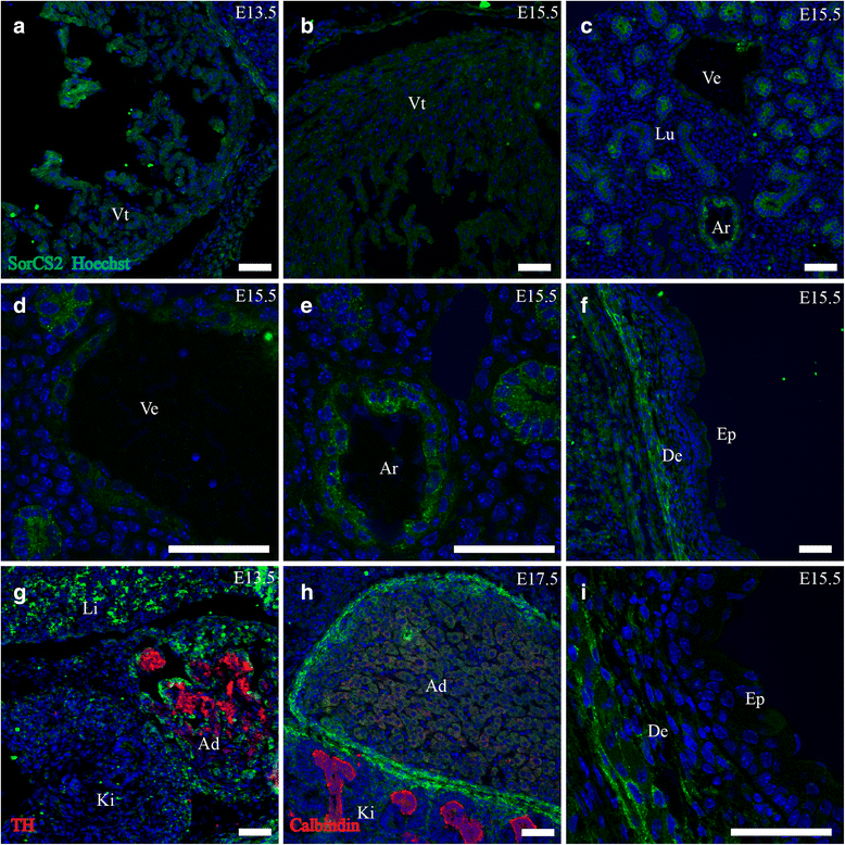 Fig. 11