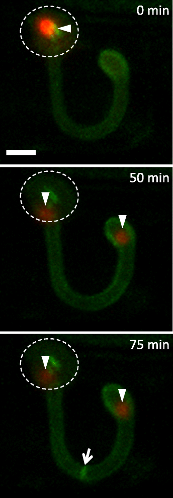 Fig. 3