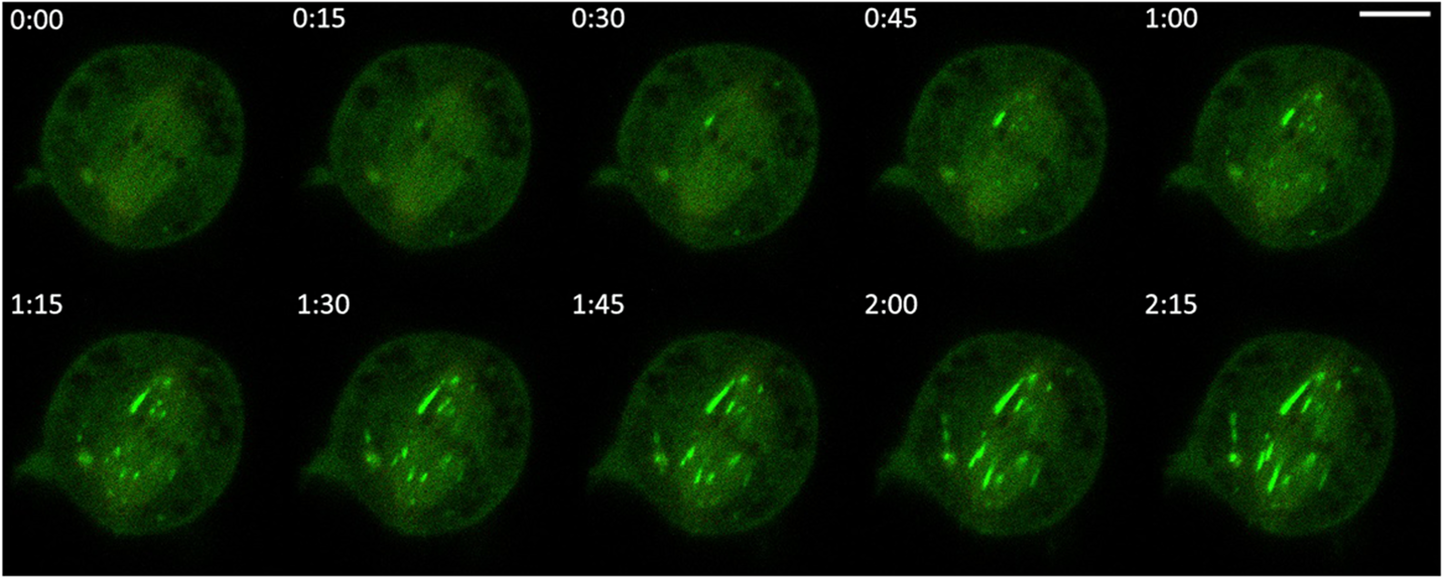 Fig. 3