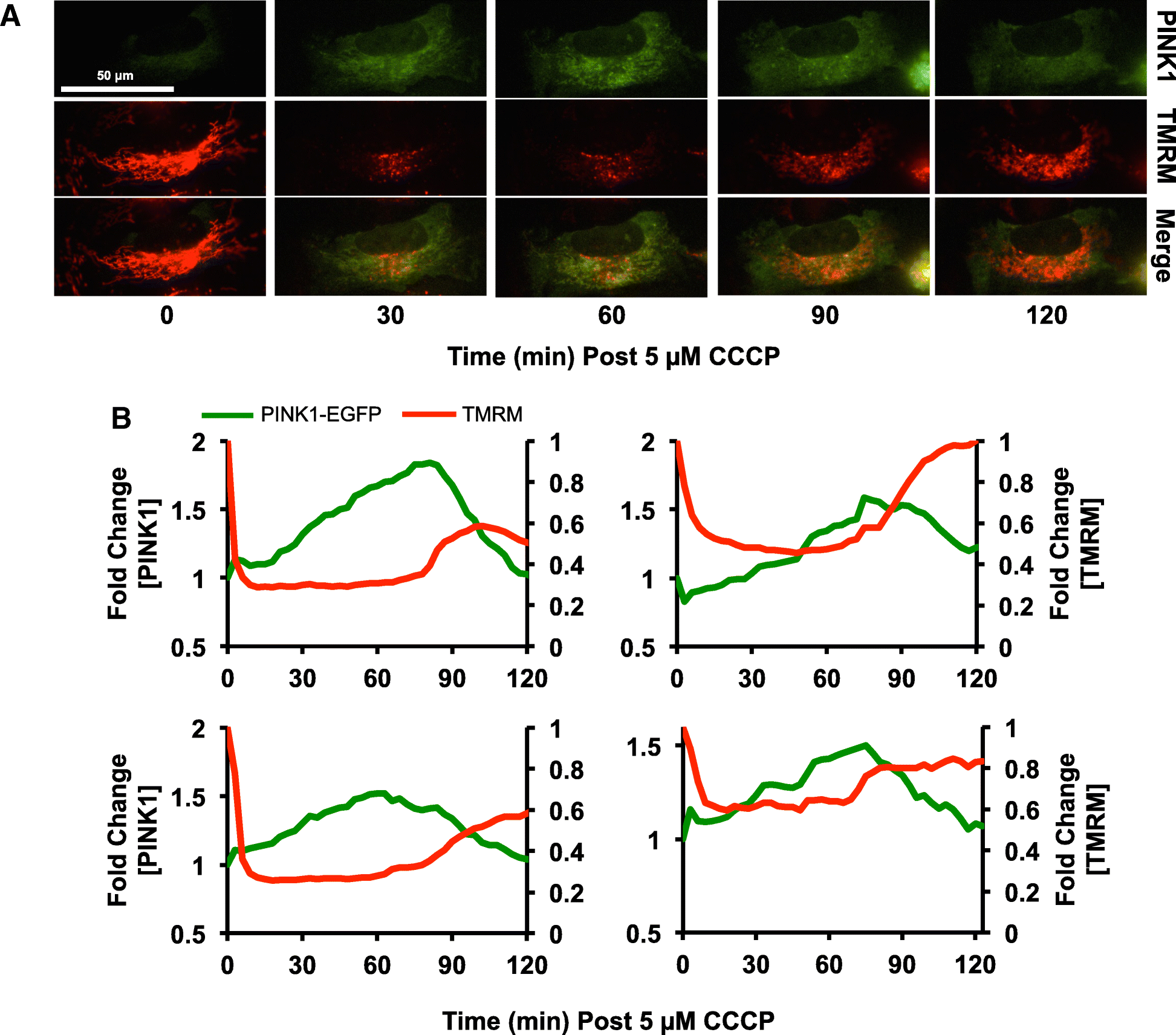 Fig. 3