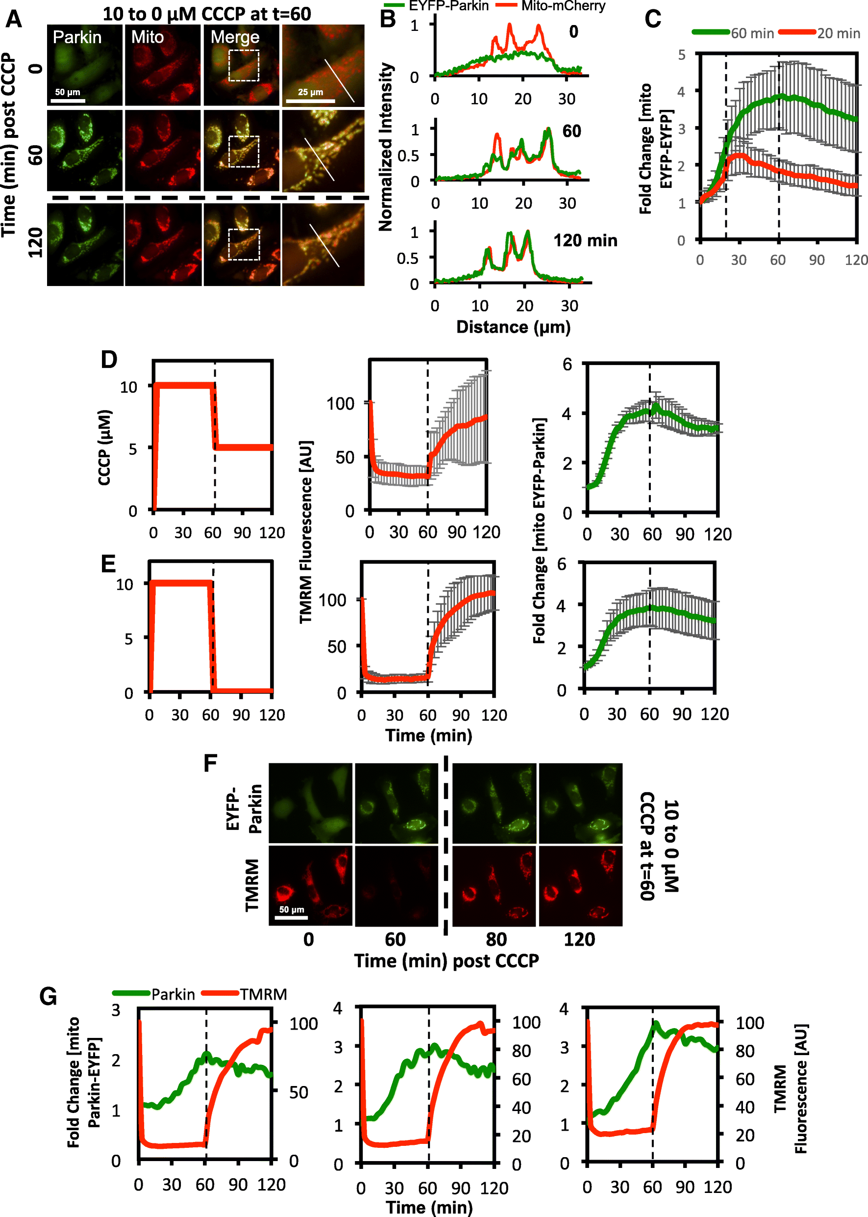 Fig. 5