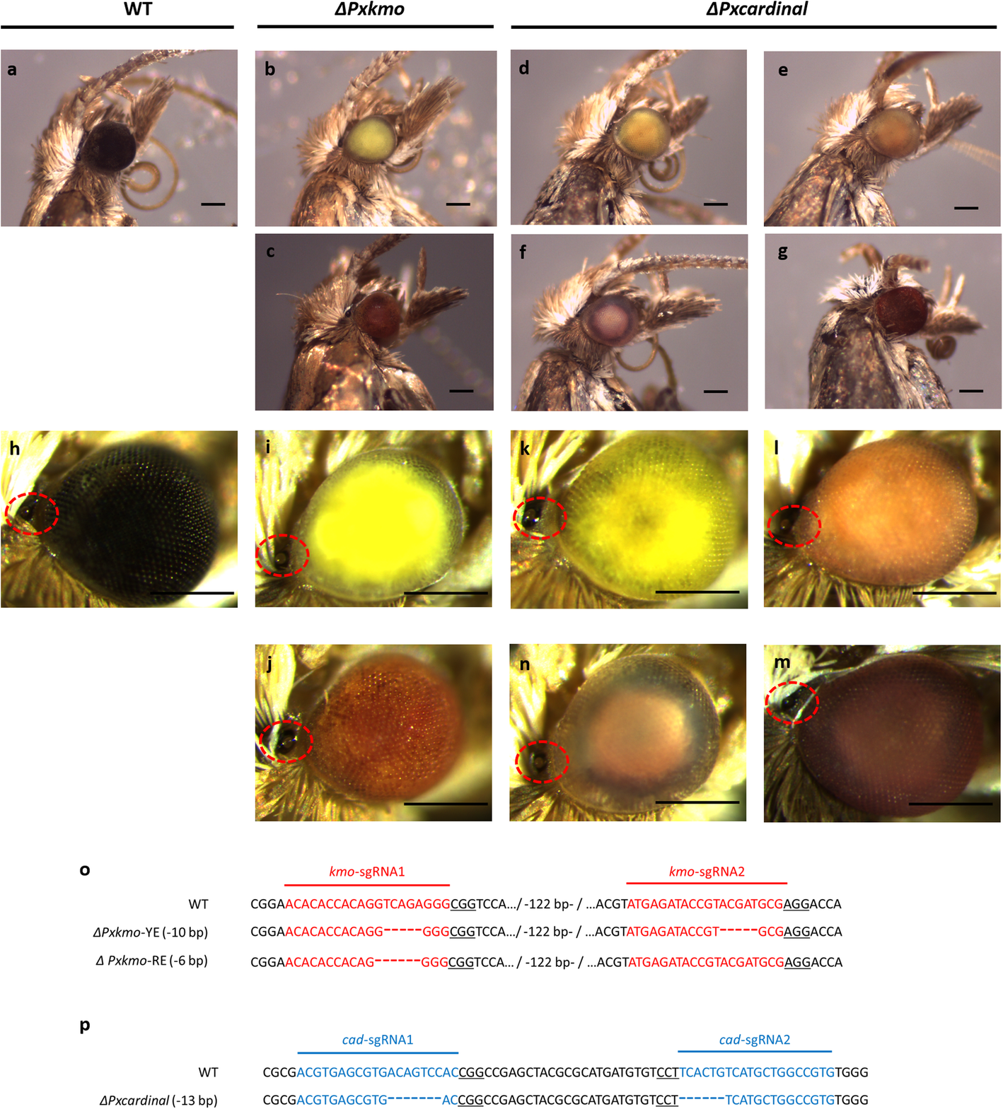 Fig. 4