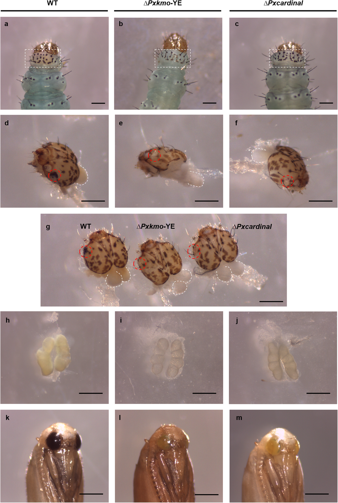 Fig. 5