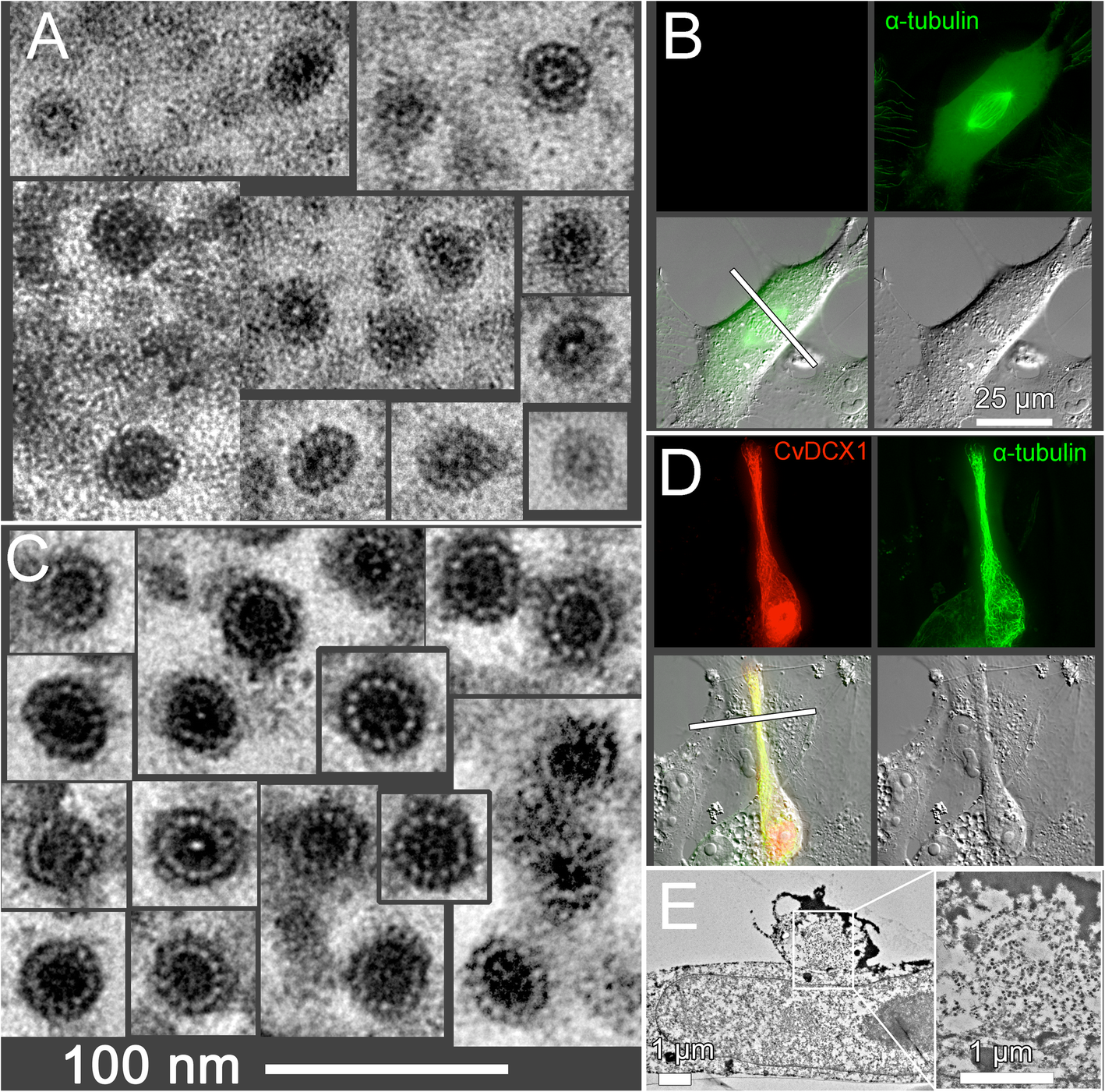 Fig. 11