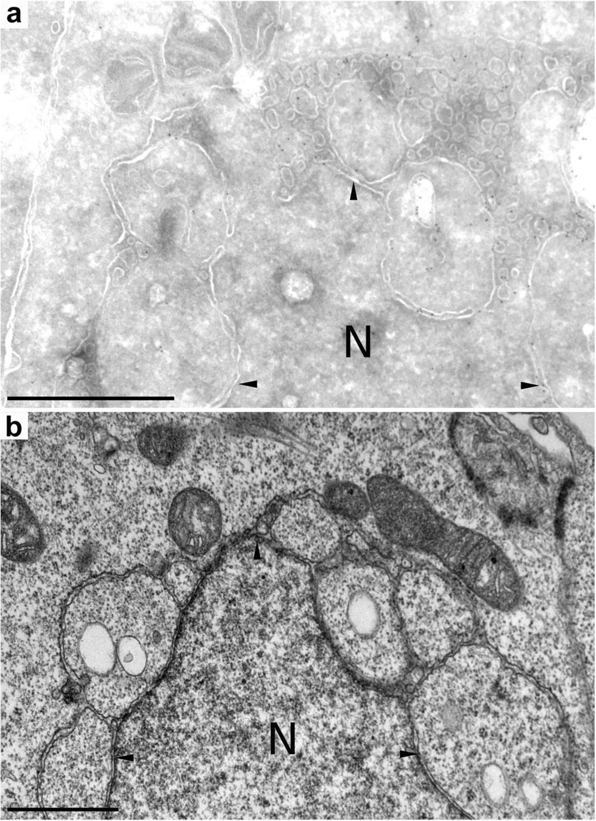 Fig. 5