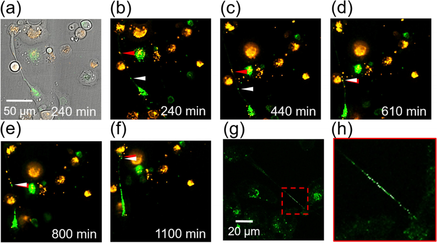 Fig. 4