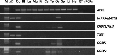 Figure 5